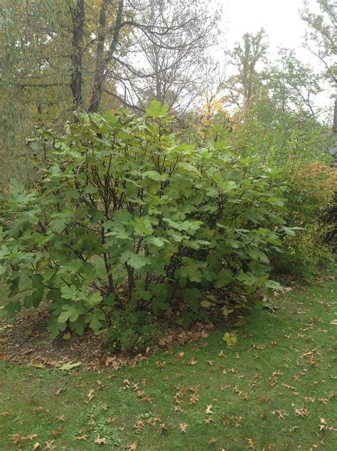 Fig tree in ground, in Qc, zone 4b-5a - #40 by Drew51 - Pictures ...