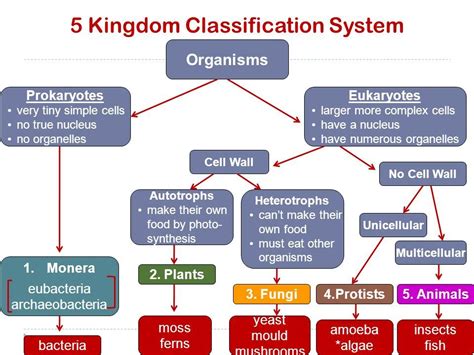 5 Kingdoms Of Classification 2019 Prokaryotes Biology Class Biology