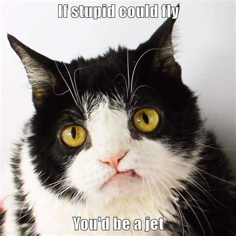 Sick Burn Pokey Grumpy Cat Cat Memes Funny Cat Memes