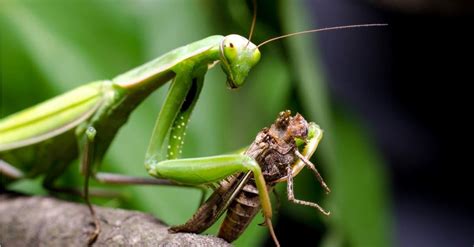 Male Vs Female Praying Mantis What Are The Differences Az Animals