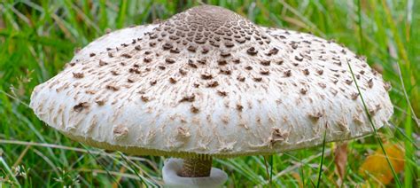 Late Summer Brings Out The Parasol Mushrooms The
