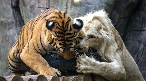 Un Tigre De Bengala Y Un León Blanco Se Hacen Amigos En Turquía Cgtn