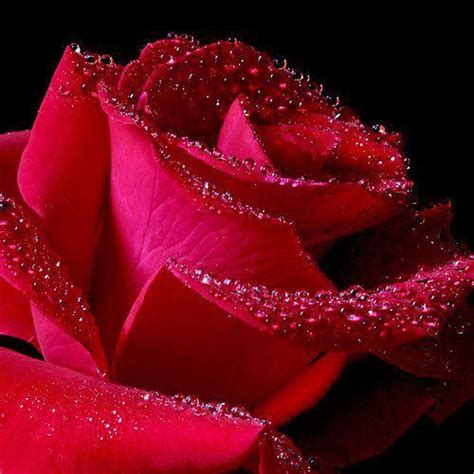154 Best Roses And More Images On Pinterest