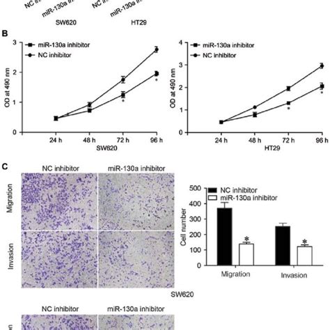inhibition of mir‑130a inhibits crc cell proliferation migration and download scientific