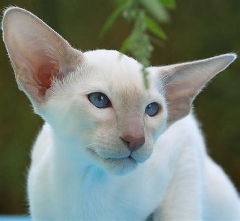 Siamese Cats A Complete Guide The Happy Cat Site
