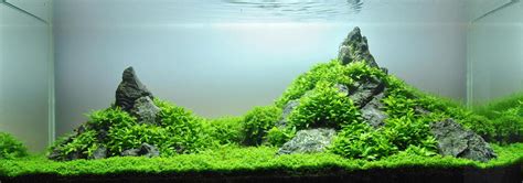 In a prior blog post i went into detail on the pluses and minuses of using dry rock versus. A guide to aquascaping the planted aquarium