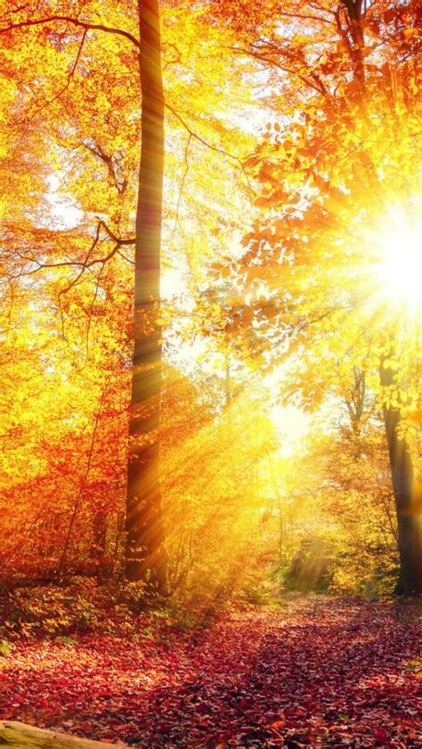 Sunbeams In The Autumn Forest Wallpaper Backiee