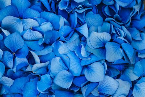Free Download 500 Blue Flower Pictures Hd Download Free Images On
