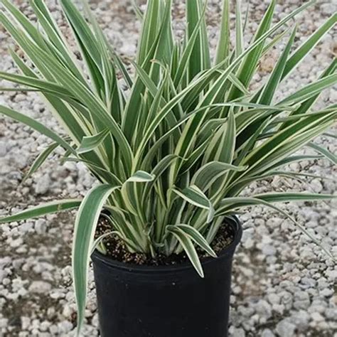 Dianella Tasmanica Variegata Flax Lily Nursery Nisarga