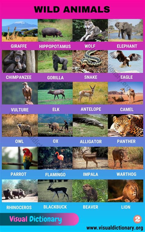 Wild Animals List Of 50 Common Wild Animals Vocabulary With Pictures