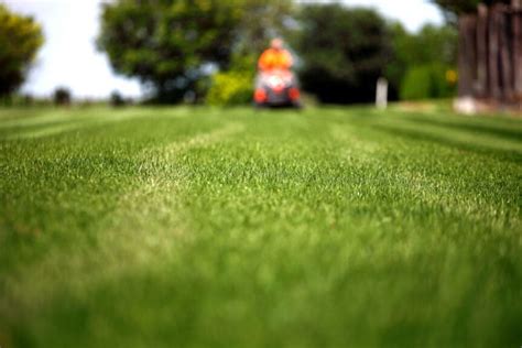 The 7 Best Lawn Care Tips For 2020 Weed A Way Lawn Care