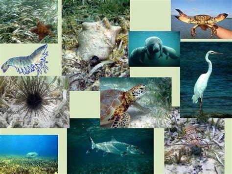 Florida Keys National Marine Sanctuary Do You Know What