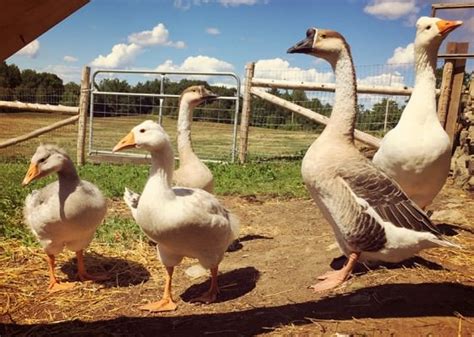 Raise A Goose To Guard Your Flock Hobby Farms