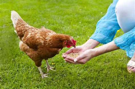 What Do Chickens Eat A Complete Guide To Feeding Poultry Heritage
