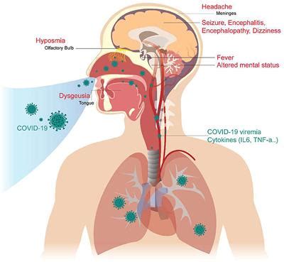 Frontiers The Neurologic Manifestations Of Coronavirus Disease