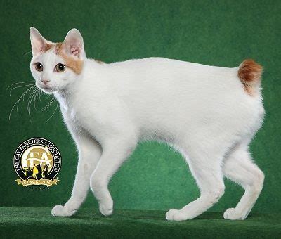 japanese bobtail  cat fanciers association