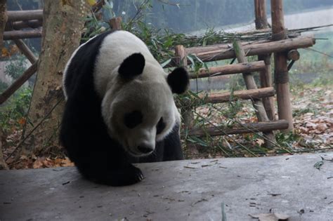 Love Panda Vacation Chengdu Panda Base 12