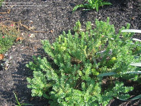 Plantfiles Pictures Rose Daphne Garland Flower Rock Daphne Ruby