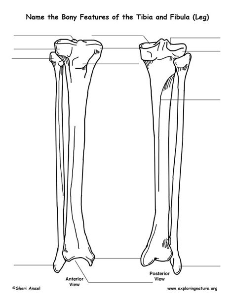 It acts as the main weight bearing. Tibia and Fibula (Lower Leg) - Bony Features