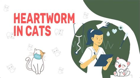 Heartworm Disease In Cats Symptoms And Prevention Petmoo
