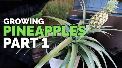 How To Grow Pineapple Part 1 Care And Propagation Youtube