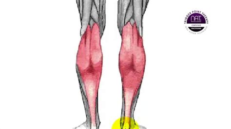 Trigger Point Therapy Gastrocnemius Youtube