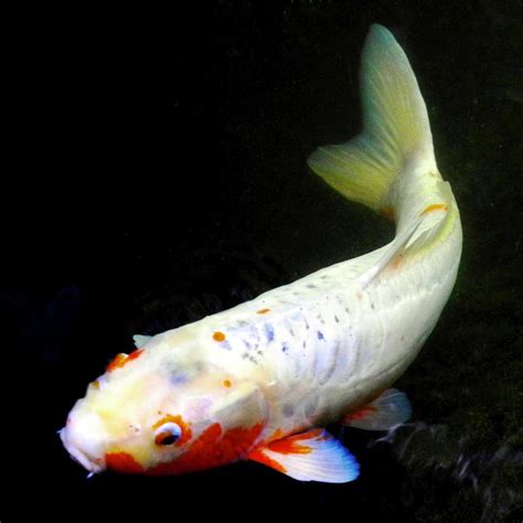 Beautiful Koi Fish Photograph By Kirsten Giving Pixels