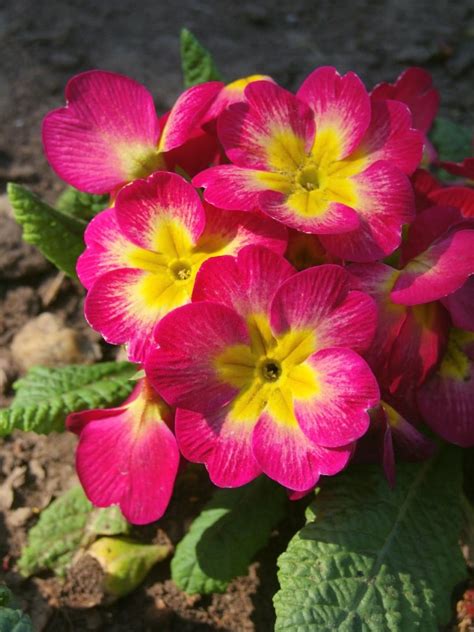 Top 32 Annual Flowers To Grow For A Year Round Colorful Garden Florgeous