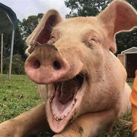 Have You Ever Seen A Happier Pig ️ ️ ️ Funny Pig Pictures Funny