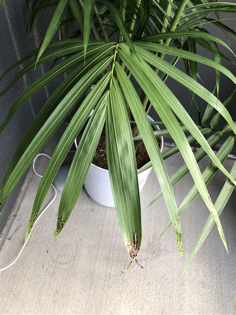 Brown spots on majesty palm : r/gardening