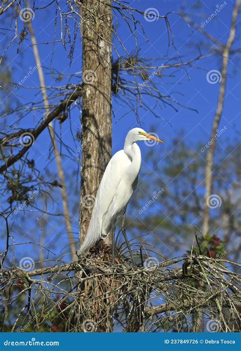 White Feathered Egret Bird Everglades Florida Stock Photo Image Of