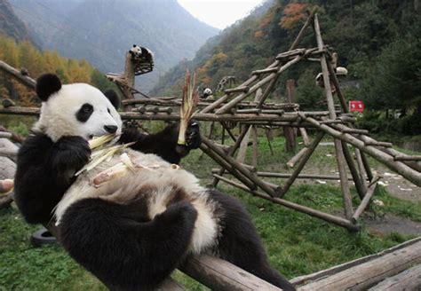 Panda Fakes Pregnancy To Get Better Living Conditions