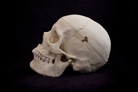 I have a broad back and thick waist. Human Female European Skull with Calvarium Cut BC-150 ...