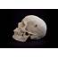 Human Female European Skull With Calvarium Cut BC 150  Pacific