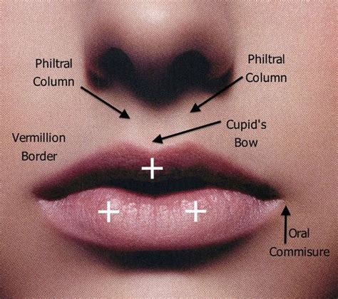 Human Lip Anatomy