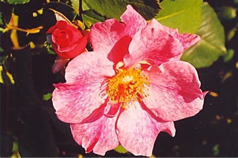 Back in the 1970s, isu horticulture professor griffith buck was trying to breed roses. Buck Roses (Well, maybe not quite THAT cheap!) - Dave's Garden