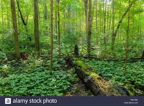 Eastern Deciduous Forest Stock Photos And Eastern Deciduous Forest Stock
