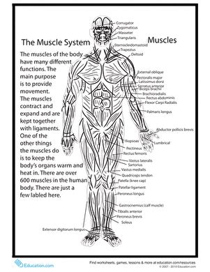 There is a printable worksheet available for download here so you can take the quiz with pen and paper. Human Anatomy: Muscles | Worksheet | Education.com
