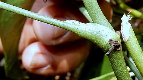 Anthurium Sect Dactylophyllium Sp Nov Atlantic Fores Flickr