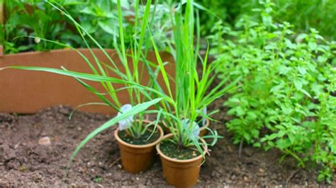Propagation is through seeds, runners, and rhizomes. How To Grow Lemongrass In Pots | Slick Garden
