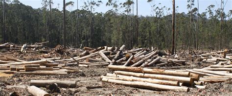 Abc Revelations Highlight Environmental Destruction Of Native Forest