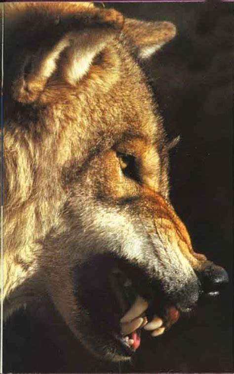 Pin By Alberto Licona On Cool Wolf Snarling Wolf Wolf