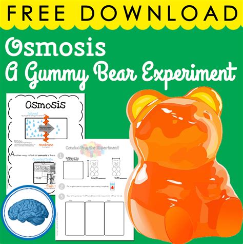 Gummy Bear Science Experiment Osmosis Scienceforkids Osmosis