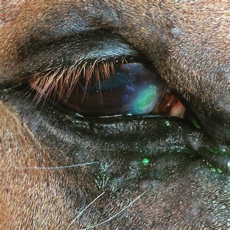 Eye Emergencies In Horses We Know Working Horses