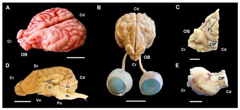 Animals Free Full Text Comparative Neuroanatomical Study Of The
