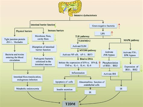 Endotoxin Theory Intestinal Flora Disorders Can Cause The Occurrence