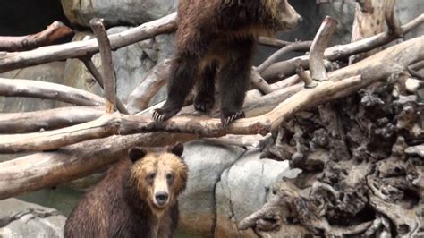 Grizzly Bears Playing San Diego Zoo Youtube