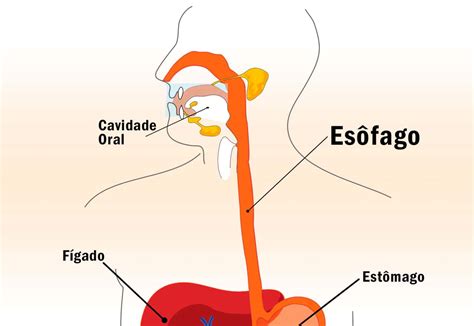 Esôfago Função E Doenças