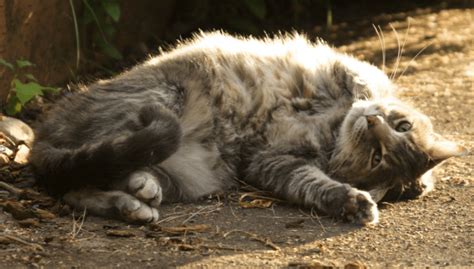 Bringing your ragdoll kitten home: 6 Reasons Why Do Cats Roll in The Dirt? | Pawsome Kitty