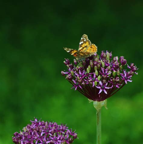 Butterfly In Purple Flower Photograph By Pam Meoli Fine Art America